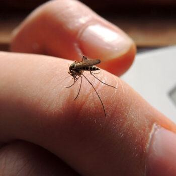 پشه‌های مهندسی شده در فلوریدا به جنگ زیکا می‌روند