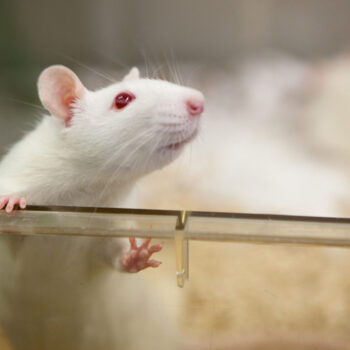 محققان دی‌ان‌ای HIV را در موش‌های زنده از بین بردند