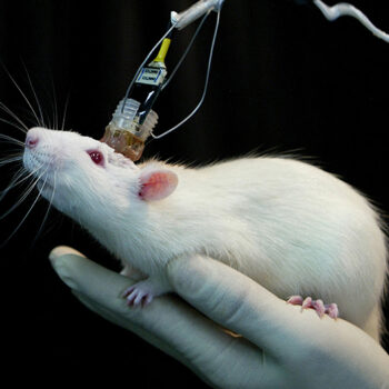 یادگیری موش‌ها به کمک خون انسان های جوان